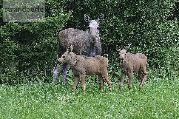 Elche (Alces alces)  Weibchen und Jungtiere  Norwegen  Europa