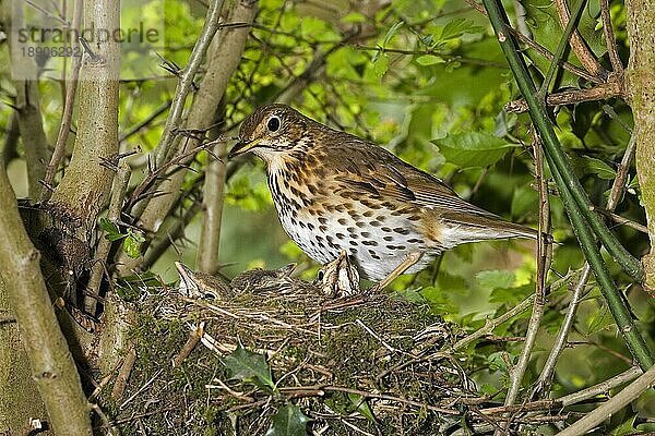 Singdrossel (turdus philomelos)  Erwachsener mit Küken im Nest  Normandie