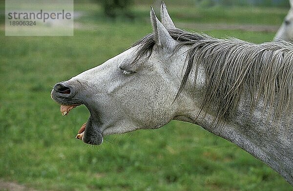 Lipizzaner-Pferd  Portrait Erwachsener gähnend