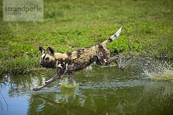 AFRIKANISCHER WILDHUND (lycaon pictus)  ERWACHSENER LÄUFT DURCH DAS WASSER  NAMIBIA