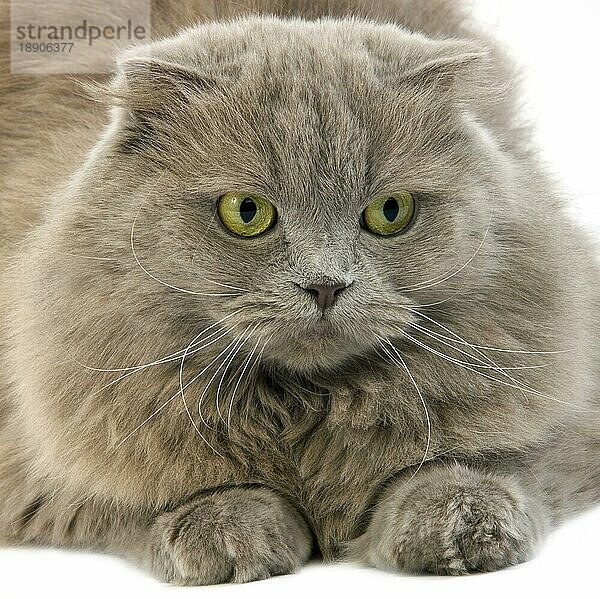 Lilac Self Highland Fold oder Lilac Self Scottish Fold Langhaar Hauskatze  weiblich liegend gegen weißen Hintergrund