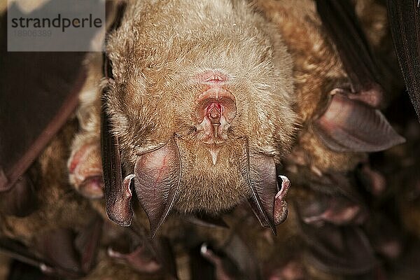 Große Hufeisennase (rhinolophus ferrumequinum)  ERWACHSENER HIBERIERT IN EINER HÖLLE  NORMANDY IN Frankreich