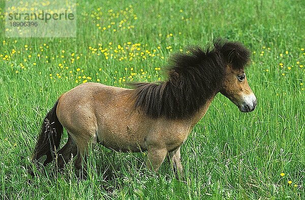 AMERIKANISCHES MINIATURPFERD  ERWACHSEN AUF WIESE