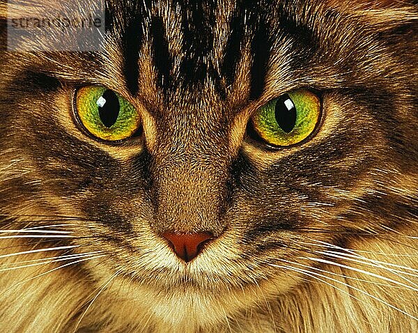 Skogkatt Hauskatze  Porträt eines Erwachsenen  Nahaufnahme der Augen