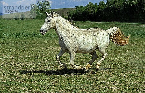 Lipizzaner-Pferde  Erwachsener Galopp durch Wiese