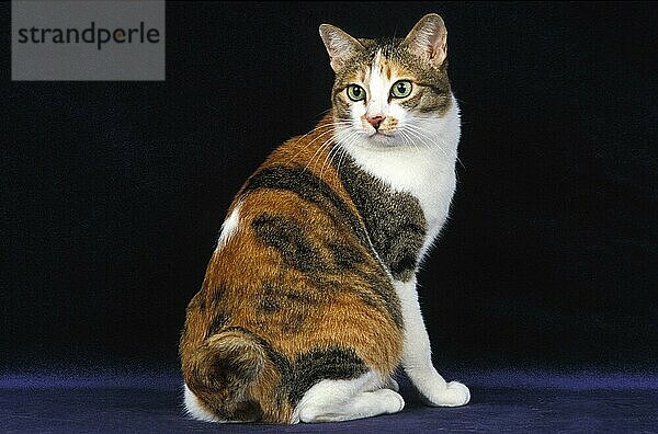 Japanischer Bobtail Hauskatze  Erwachsene sitzen gegen schwarzen Hintergrund