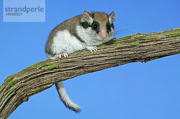 GARTEN-DORMOUSE (eliomys quercinus)  ERWACHSENER AM NORMANDY IN Frankreich