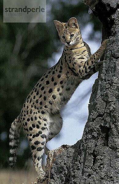 SERVAL (leptailurus serval)  ERWACHSENER AUF HINTERBeinen stehend