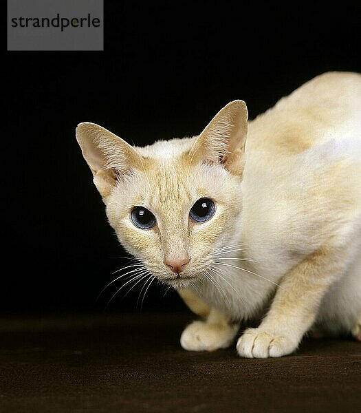 Red Point Siam Hauskatze  Erwachsener vor schwarzem Hintergrund