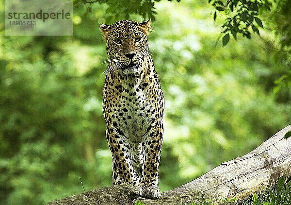 Sri Lanka Leopard (panthera pardus kotiya)  Erwachsener