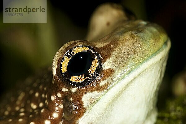 Amazonas-Milchfrosch (phrynohyas resinifictrix)  erwachsen  Nahaufnahme des Auges