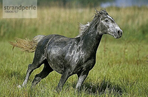 Lipizzaner  erwachsen Galoppierend durch die Wiese