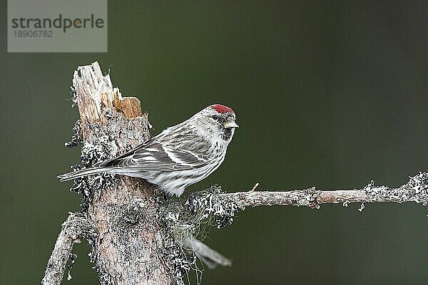 Birkenzeisig (Acanthis flammea) Finken  Schweden  Europa