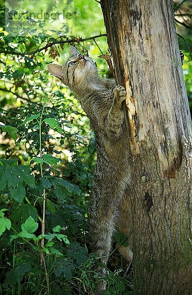 Europäische Wildkatze (felis silvestris)  Erwachsener klettert auf Baumstamm