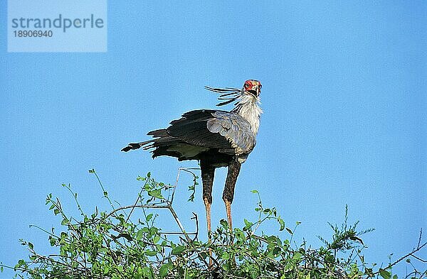 Sekretärvogel (sagittarius serpentarius)  Erwachsener  Serengeti-Park in Tansania