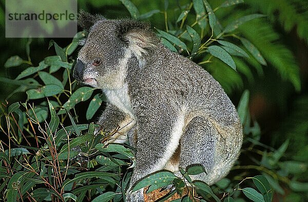 KOALA (phascolarctos cinereus)  ERWACHSENER UNTER EUCALYPTUS-BLÄTTERN  AUSTRALIEN