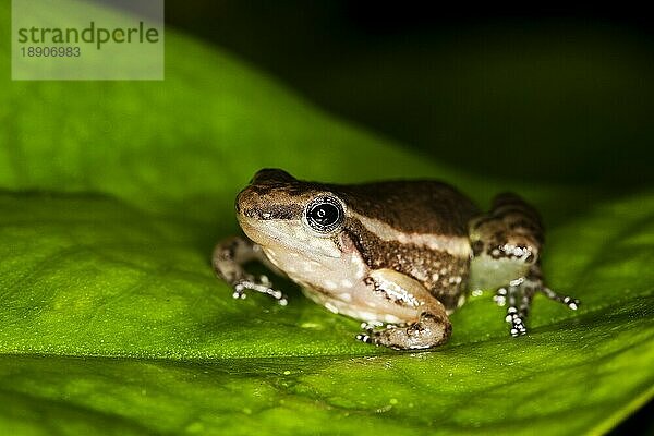 GIFTSCHWARZFROSCH colostethus infraguttatus  ERWACHSENER AUF BLATT STEHEND  ECUADOR