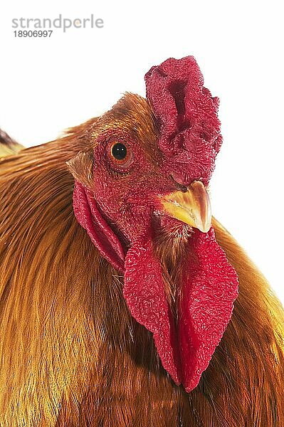 Brahma Perdrix Huhn  eine Rasse aus Indien  Hahn vor weißem Hintergrund