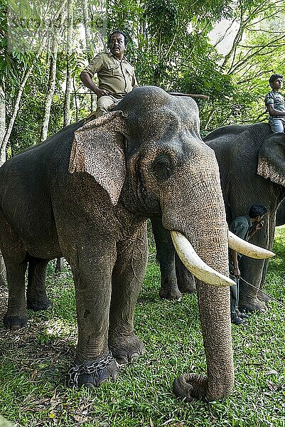 Varagaliyar-Camp Elefanten  Feier zum Tag des Elefanten als Teil der Wildtierwoche im Anaimalai-Tiger-Reservat in Topslip bei Coimbatore  Tamil Nadu  Südindien  Indien  Asien