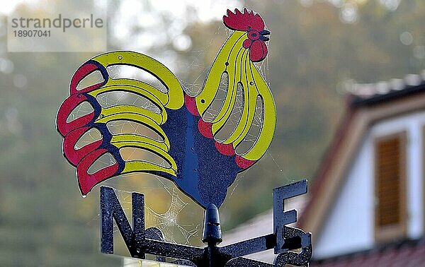 Spinnennetz einer Kreuzspinne mit Tautropfen am Wetterhahn