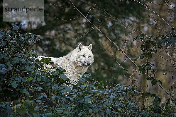 ARKTISCHER Alaska-Tundrawolf (canis lupus tundrarum)  ERWACHSENER  der sich umschaut