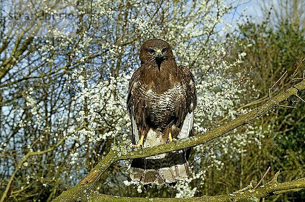 Mäusebussard (buteo buteo)  Erwachsener auf Ast  Normandie