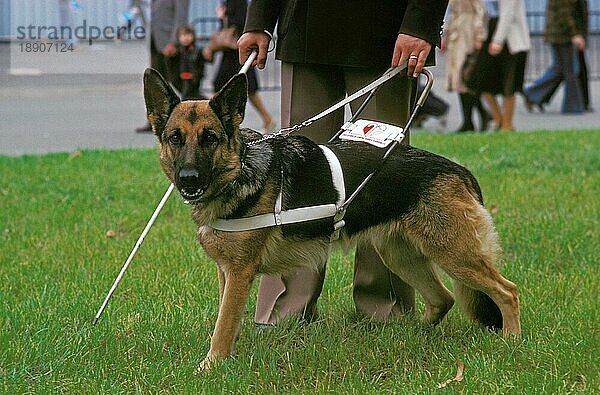 Deutscher Schäferhund  Blindenführhund  Spaziergang mit Besitzer