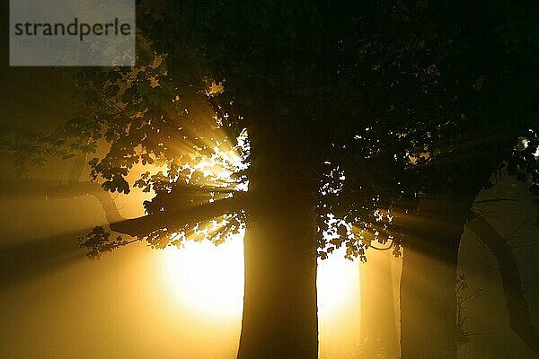 Bäume  Wald  Lichtstimmung  Deutschland  Schwarzwald  Schwarzwald  Deutschland  Europa