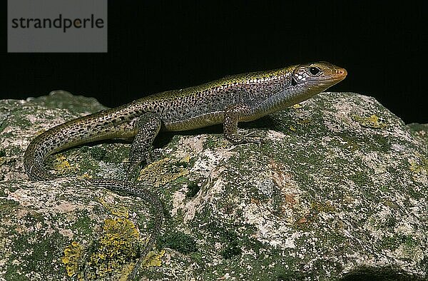 Ocellated SKINK (chalcides ocellatus)  ERWACHSENER AUF FELSEN STEHEND