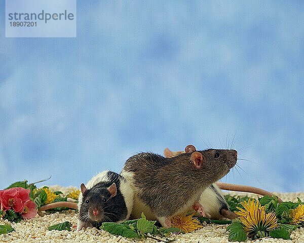 Domestic Rats  female with youngs  Farbratten  Weibchen mit Jungtieren  innen  Studio