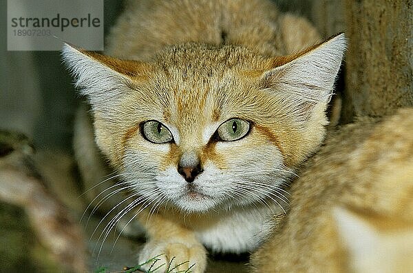 Sandkatze (felis margarita)  Kopf eines Erwachsenen