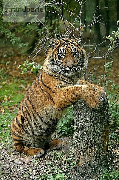 Sumatra-Tiger (panthera tigris sumatrae)  ERWACHSENER AUF HINTERBeinen stehend