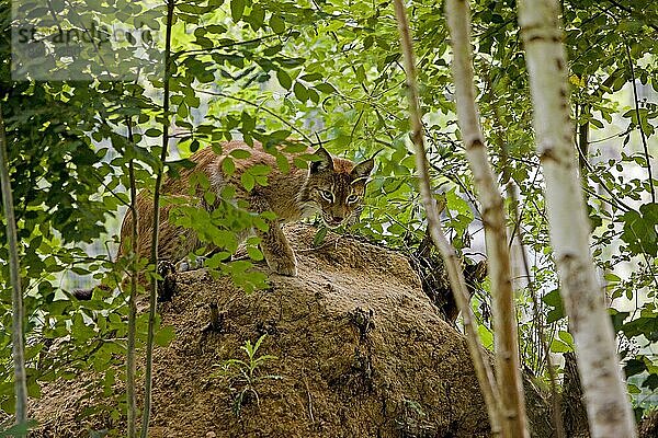 Sibirischer Luchs (lynx lynx wrangeli)  Erwachsener versteckt im Wald