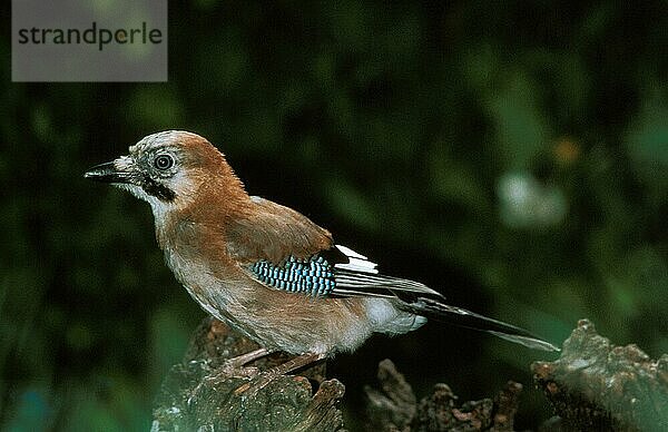 Eichelhäher (garrulus glandarius)  erwachsen