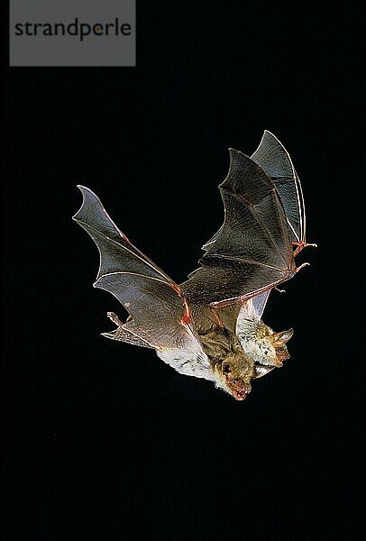 Mausohrfledermaus (myotis myotis)  Erwachsene im Flug vor schwarzem Hintergrund