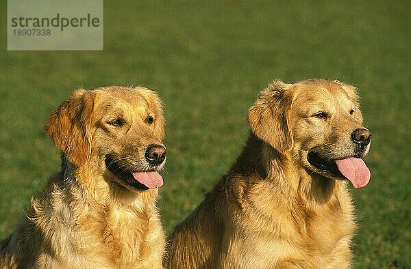 GOLDEN RETRIEVER  PORTRÄT VON ERWACHSENEN