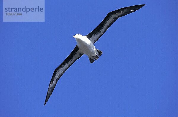 SCHWARZBRAUNER ALBATROSS diomedea melanophris  ERWACHSENER IM FLUG  DRACHENPASSAGE IN ANTARKTIKA