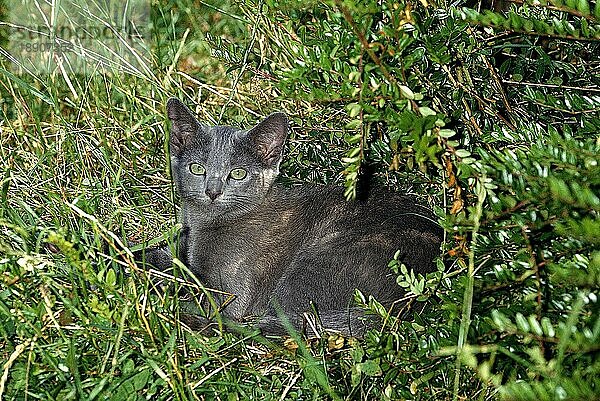 RUSSISCH BLAUE KATZE  ERWACHSEN  LIEGT IM GRAS