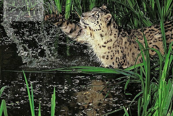 SCHNEELEOPARD ODER UNZÄHLER uncia uncia  ERWACHSENE JAGD IM WASSERLOCH