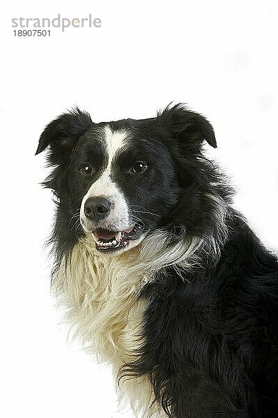 Border Collie Hund  Rüde gegen weißen Hintergrund