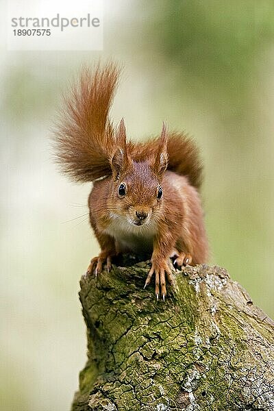 Rotes Eichhörnchen (sciurus vulgaris)  Erwachsener auf Baumstumpf  Normandie