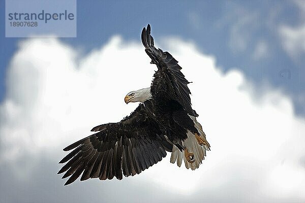 BALDENADLER (haliaeetus leucocephalus)  ERWACHSENER IM FLUG