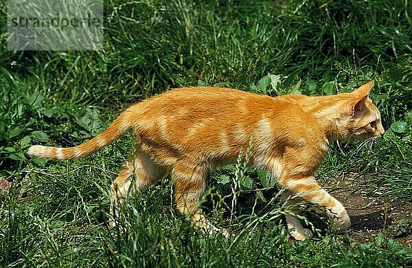 ROT GESTROMTE HAUSKATZE  ERWACHSEN  LÄUFT AUF GRAS