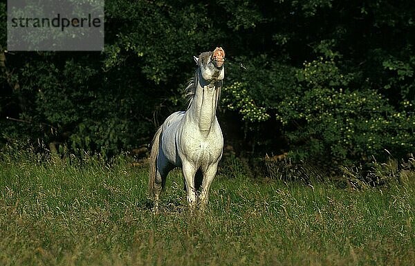 Camargue-Pferd  erwachsener Flehming