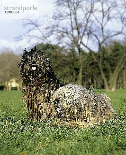 Bergamasker Schäferhund oder Bergamesischer Schäferhund  Erwachsene liegen auf Gras