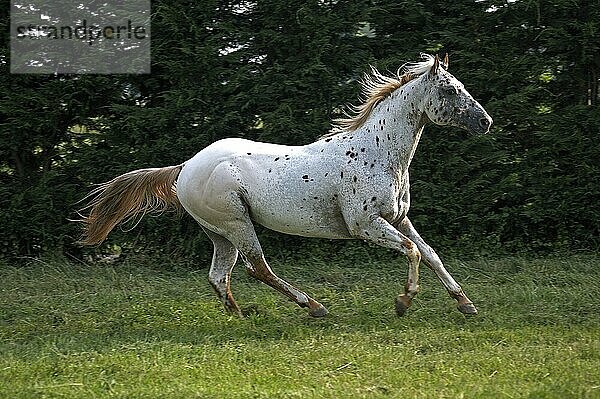 Appaloosa-Pferd  erwachsen Galoppierend durch Wiese