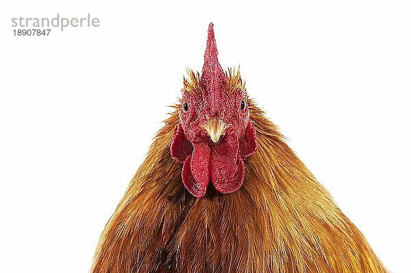 Brahma Perdrix Huhn  eine Rasse aus Indien  Portrait des Hahns vor weißem Hintergrund