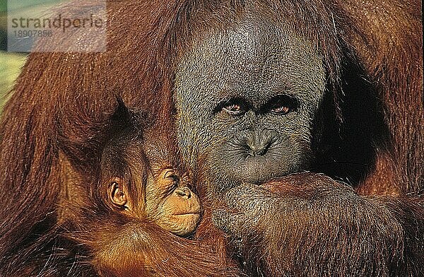 Orang-Utan (Pongo pygmaeus)  Weibchen schützt Jungtier