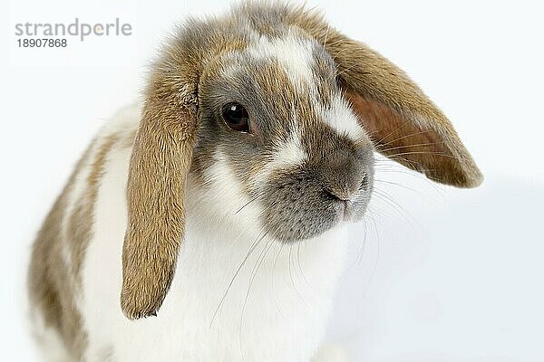 Lop-Eared Kaninchen gegen weißen Hintergrund