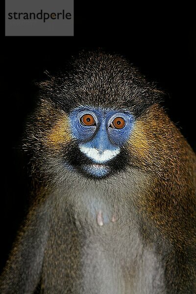 Blaumaulmeerkatze (cercopithecus cephus) oder Schnurrbartaffe  Porträt eines Erwachsenen